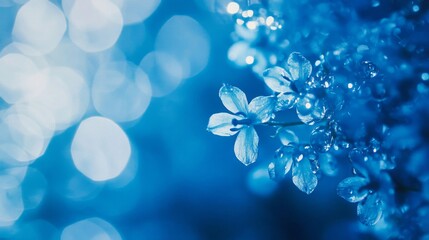 Wall Mural - Dew Drops Adorn Blue Flowers In Soft Light