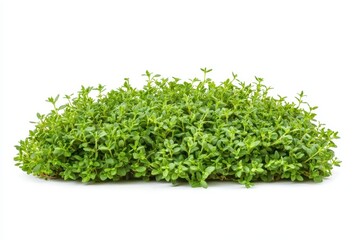 Sticker - Fresh Thyme Herb on white background