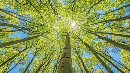 Wall Mural - low angle view of sun shining through lush green canopy of trees in forest.
