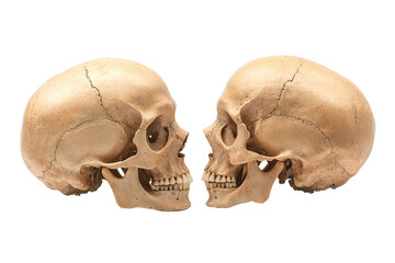 Wall Mural - Two skulls are shown side by side, one of which is missing its nose