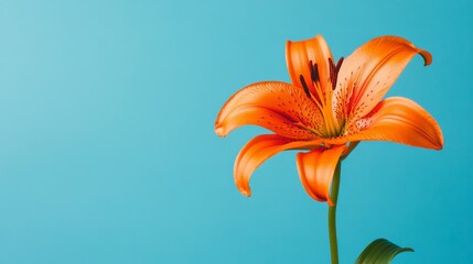 Poster - A bright orange lily against a muted blue background, close-up angled shot, Minimalist style
