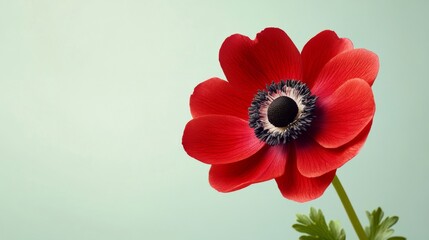 Aufkleber - A bright red anemone against a soft sage green background, side view shot, Minimalist style