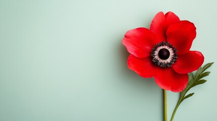 Aufkleber - A bright red anemone against a soft sage green background, side view shot, Minimalist style