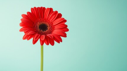 Aufkleber - A bright red gerbera daisy against a light seafoam green background, side view shot, Minimalist style