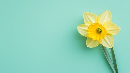 Aufkleber - A bright yellow daffodil against a soft seafoam green background, close-up top view, Minimalist style
