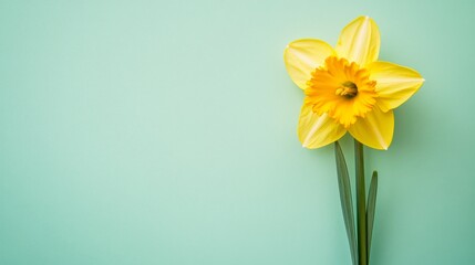 Aufkleber - A bright yellow daffodil against a soft seafoam green background, close-up top view, Minimalist style