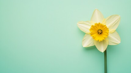 Aufkleber - A bright yellow daffodil against a soft seafoam green background, close-up top view, Minimalist style
