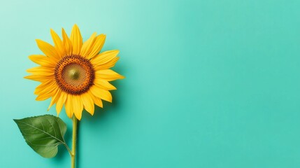 Aufkleber - A bright yellow sunflower set against a muted teal background, close-up shot, Minimalist style