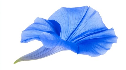 a close-up of a bright blue morning glory with its funnel-shaped petals and vivid color, isolated wh