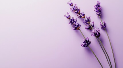Poster - A delicate violet lavender sprig with tiny purple flowers, against a lavender background, Minimalist style