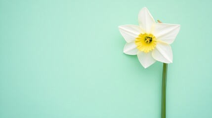 Fototapete - A delicate white daffodil against a pastel mint green background, top-down view, Minimalist style