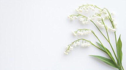 Poster - A delicate white lily-of-the-valley with tiny bell-shaped flowers, on a pure white background, Minimalist style