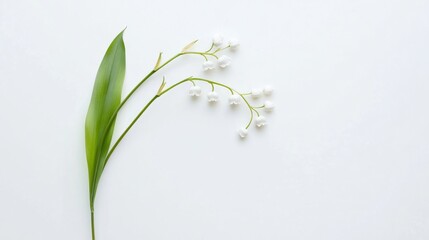 Poster - A delicate white lily-of-the-valley with tiny bell-shaped flowers, on a pure white background, Minimalist style