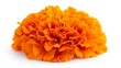 © ArpPSIqee - A detailed shot of a bright orange marigold with its tightly clustered petals and vivid color, isolated white background, minimalistic art style