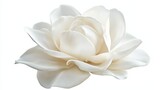 A detailed shot of a soft white gardenia with smooth petals and a glossy texture, isolated white background, minimalistic art style