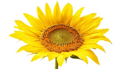 A detailed shot of a vibrant yellow marigold flower in full bloom, isolated white background, minimalistic art style