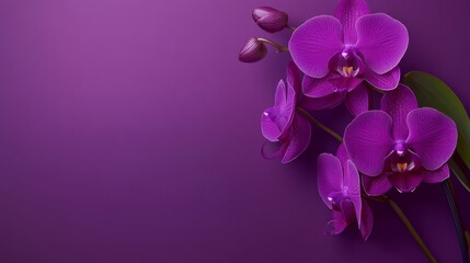 Poster - A graceful purple orchid with intricate, exotic blooms, on a deep purple background