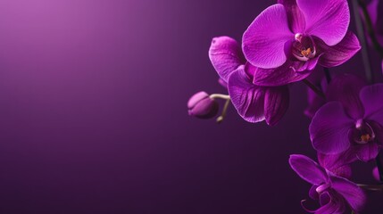 Poster - A graceful purple orchid with intricate, exotic blooms, on a deep purple background