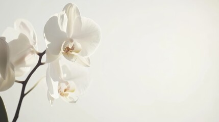 Poster - A graceful white orchid with intricate, delicate blooms, on a clean white background