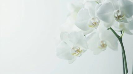 Poster - A graceful white orchid with intricate, delicate blooms, on a clean white background