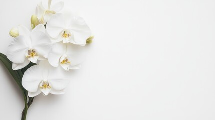 Poster - A graceful white orchid with intricate, delicate blooms, on a clean white background