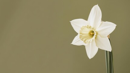 Wall Mural - A pure white daffodil against a muted olive green background, close-up shot, Minimalist style