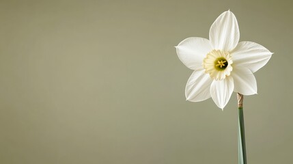 Poster - A pure white daffodil against a muted olive green background, close-up shot, Minimalist style