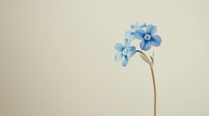 Poster - A serene blue forget-me-not against a pale ivory background, close-up shot, Minimalist style