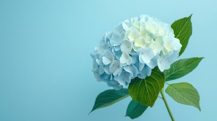 Aufkleber - A serene blue hydrangea blossom with clustered, fluffy petals, on a calm blue background