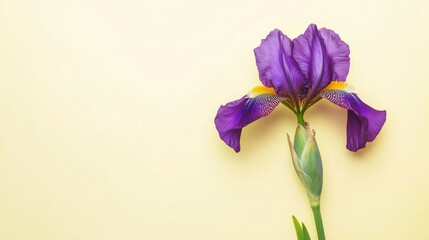 Poster - A single deep purple iris set against a light yellow backdrop, close-up shot, Minimalist style