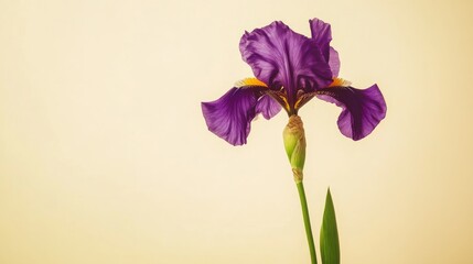 Poster - A single deep purple iris set against a light yellow backdrop, close-up shot, Minimalist style