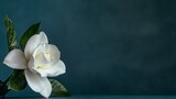 A single white gardenia against a muted teal backdrop, side view shot, Classic style