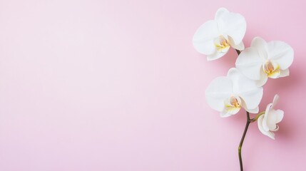 Poster - A single white orchid against a light pink background, close-up shot, Serene style