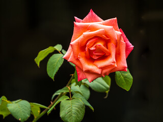 Wall Mural - Lovely Orange Red Rose In Full Bloom