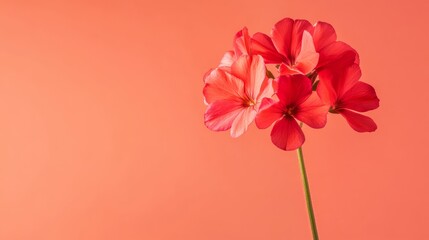 Aufkleber - A vibrant red geranium against a warm coral background, side view shot, Minimalist style