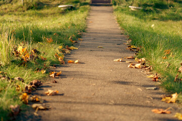 Pathway with autumn leaves and green grass in sunlight