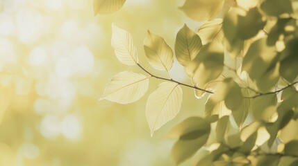 Aufkleber - Sunlit green leaves on a branch, bokeh background.