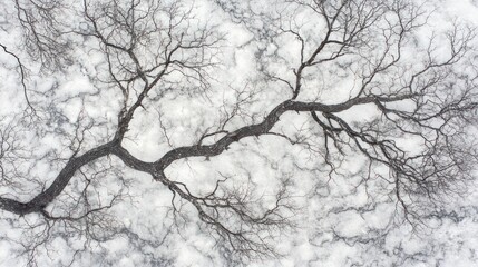 Poster - Aerial view of bare tree branches on snow.