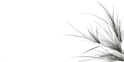 Poster - Abstract grayscale image of delicate grass, leaves, and stems against a white background.