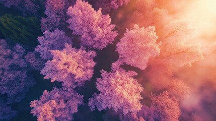 Poster - Aerial view of pink blossoming trees in misty sunrise.