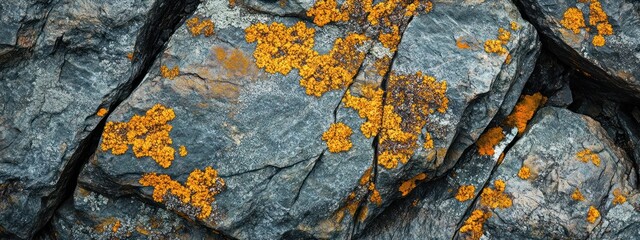 Aufkleber - Close-up of grey rocks with vibrant orange lichen.