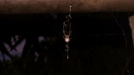 A photograph of an European garden spider.