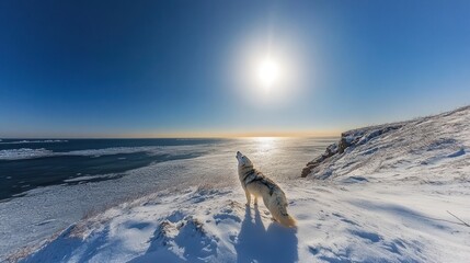 Wall Mural - Arctic wolf howling on snowy cliff overlooking frozen ocean under bright sun.