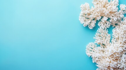 Poster - Coral on blue background with ample empty space for text or design High quality stock image suitable for various creative projects