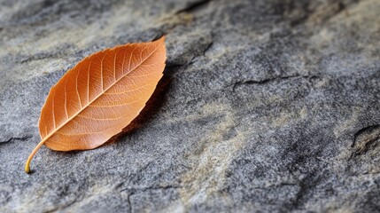 Poster - Coquettish autumn leaf resting on textured stone surface with ample copyspace for seasonal designs or promotions