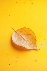 Wall Mural - Single leaf on a yellow surface