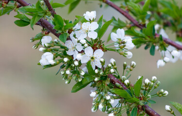 Canvas Print - A tree branch is covered in white flowers