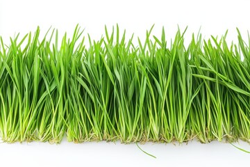 Lush green grass blades isolated on white background.