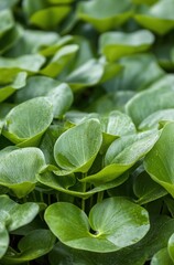 Wall Mural - A bunch of green leaves with some droplets of water on them