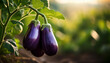 © Dragan - Three ripe eggplants hanging from a branch on a plant.